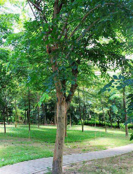 紫檀是一种怎样的树种