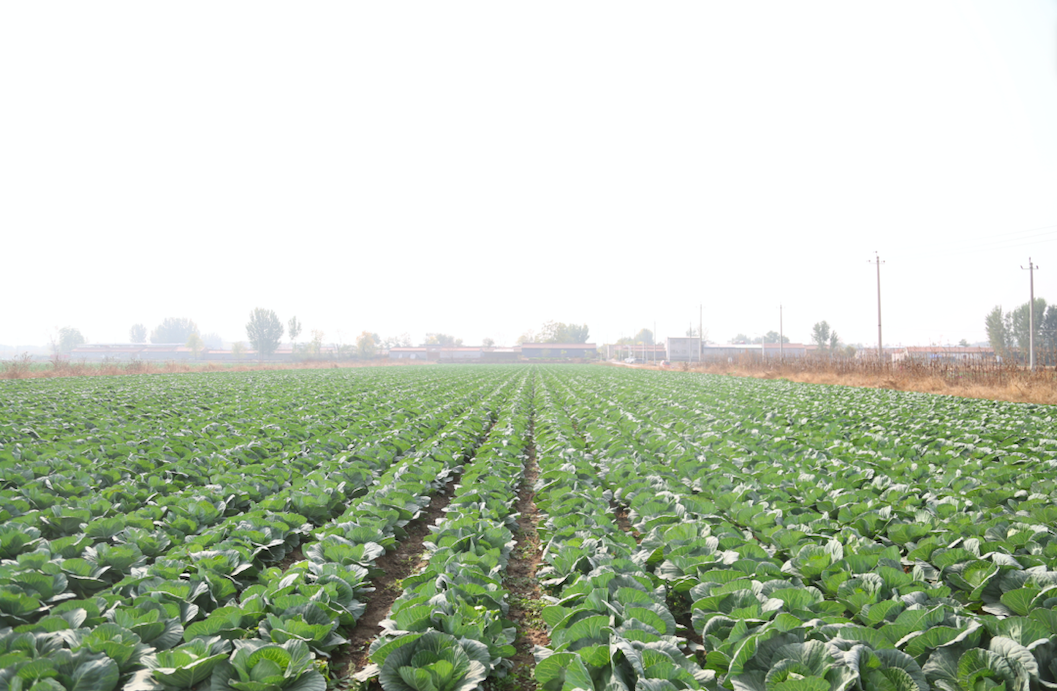 领跑！北京这个镇千亩闲地变良田